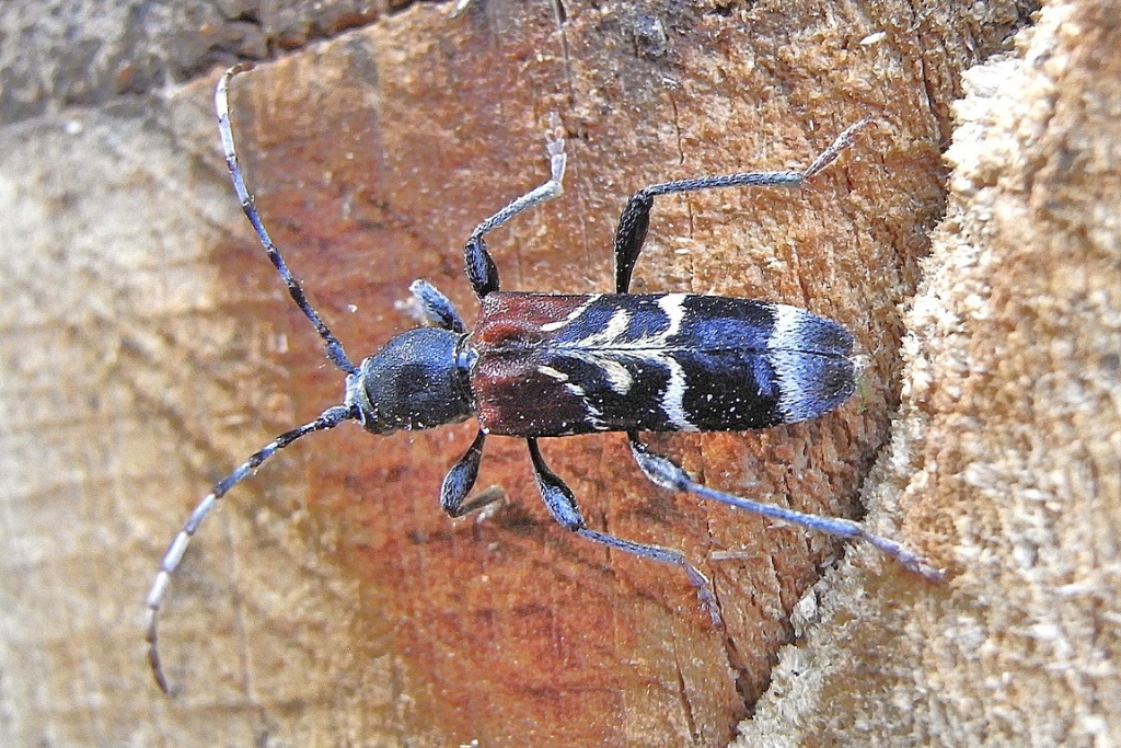 Źródło zdjęcia: https://pl.wikipedia.org/wiki/Cioch_wzorzysty