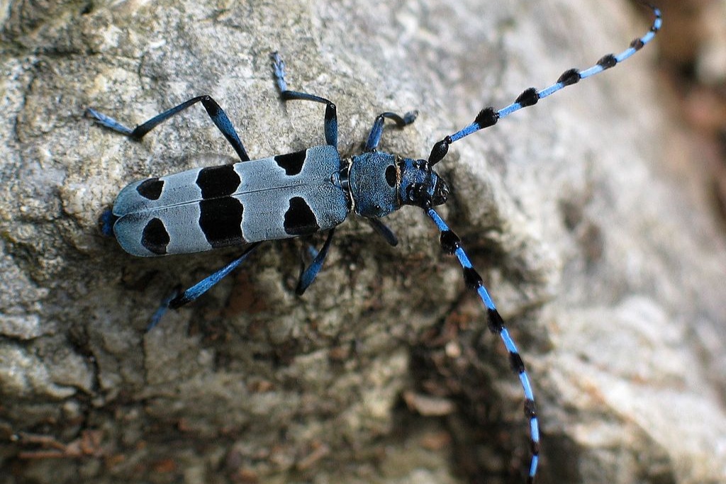 Źródło zdjęcia: https://pl.wikipedia.org/wiki/Nadobnica_alpejska